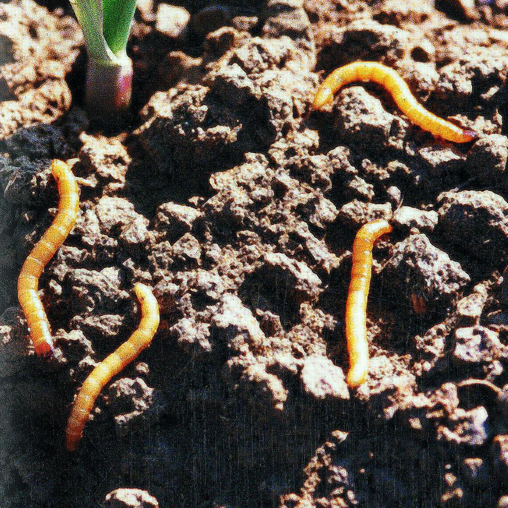 Click Beetle Larvae