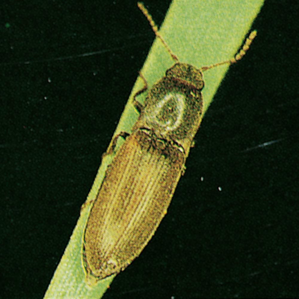 Click Beetle Larvae