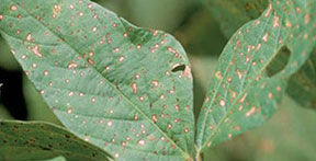 Close up of soybean leaf with brown spots a sign of frogeye leaf spot