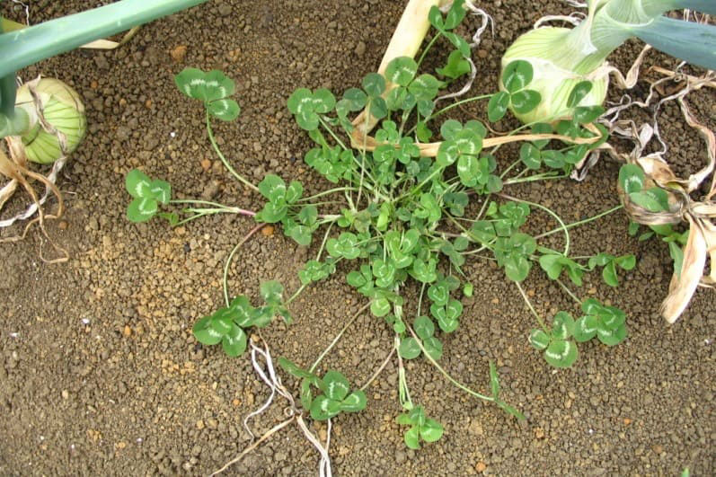 Clovers