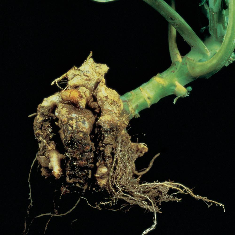 Clubroot