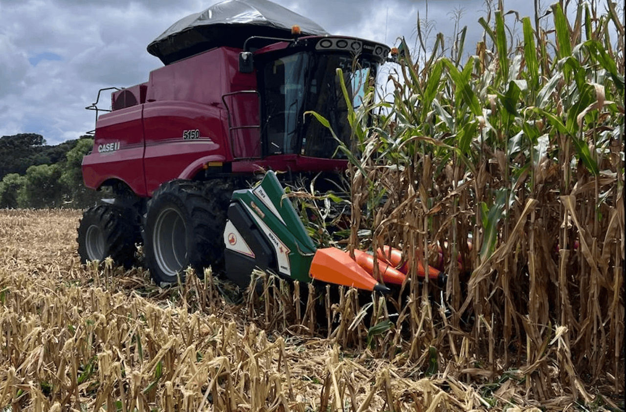 Colheitadeira colhendo milho em uma plantação, equipamento agrícola moderno para colheita de grãos, agricultura eficiente, tecnologia no campo.