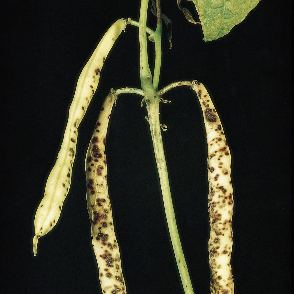 Colletotrichum Leaf Spots