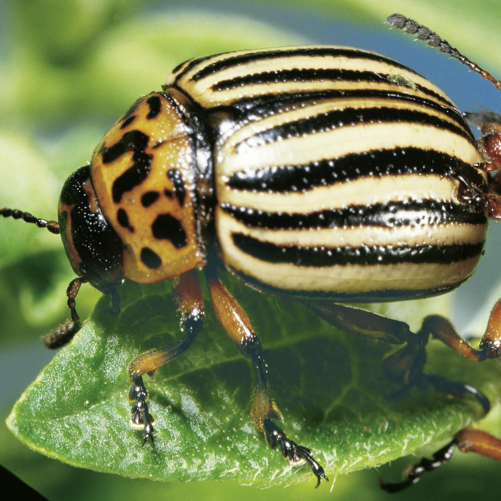 Colorado Potato Beetle