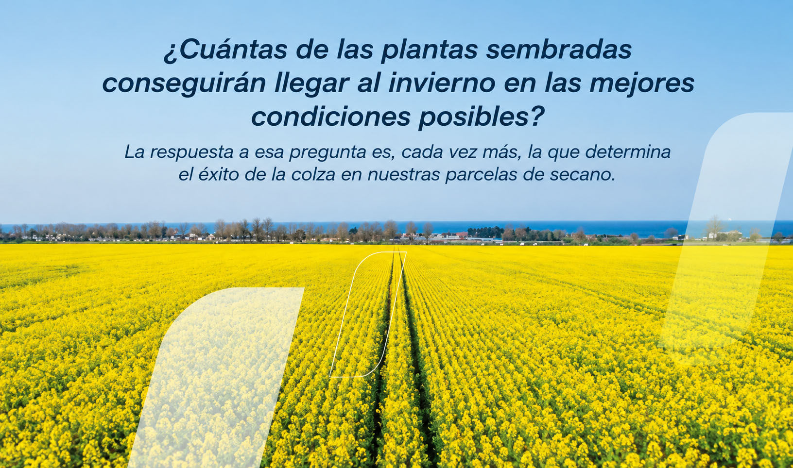 Colza_4.jpg