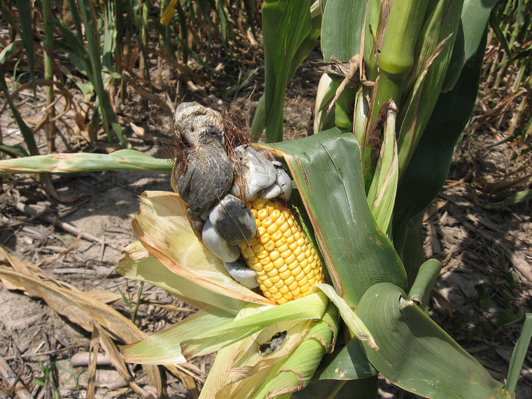 An ear of corn lays on the ground, and it has a fungi called common smut. The fungi is black and grey, and forms as circular bulbs.