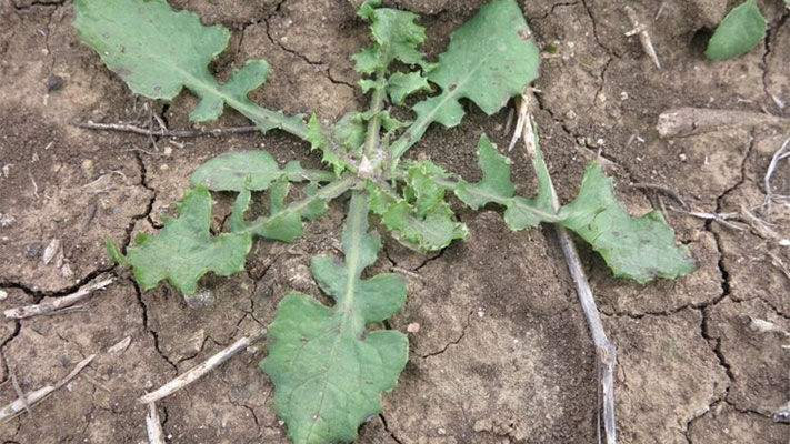 Sowthistle or milk thistle is common and widespread, but has traditionally only been a major cropping weed in northern New South Wales and Queensland