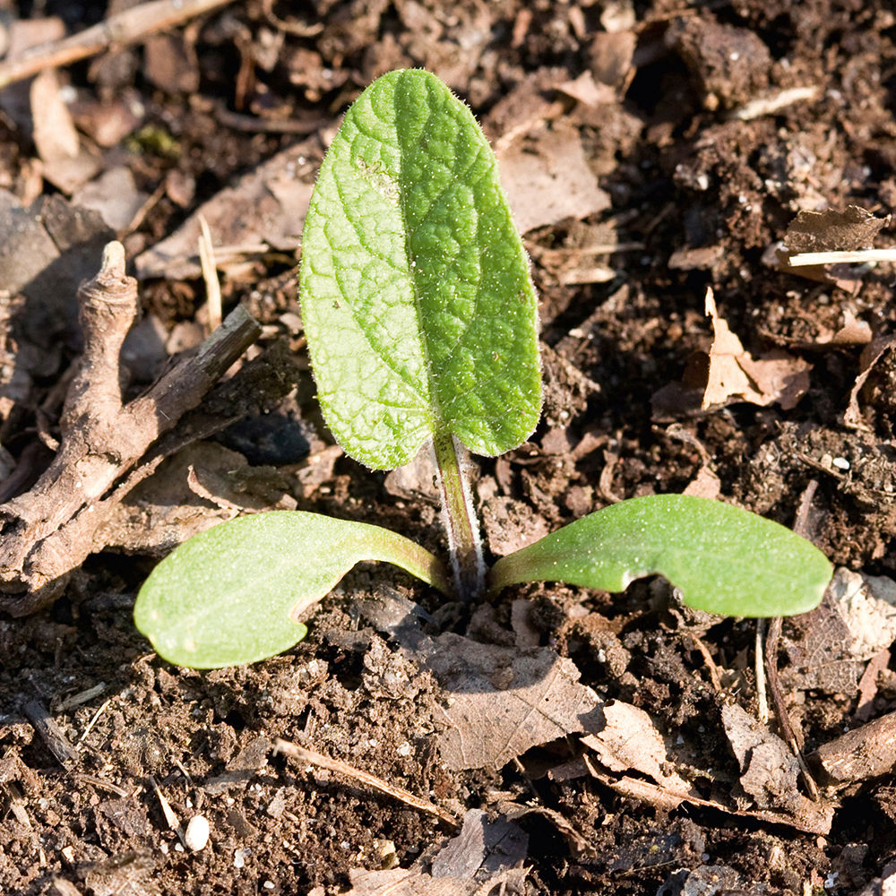 Common_Comfrey