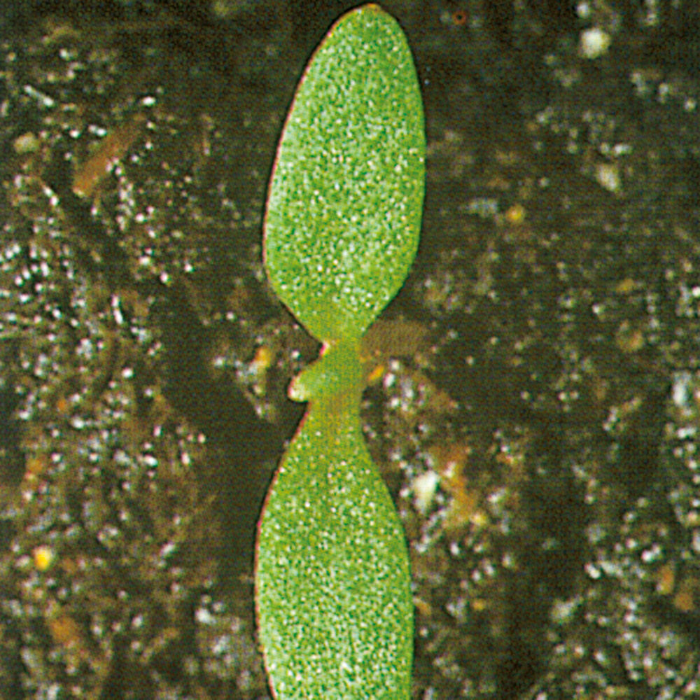 Common_Groundsel