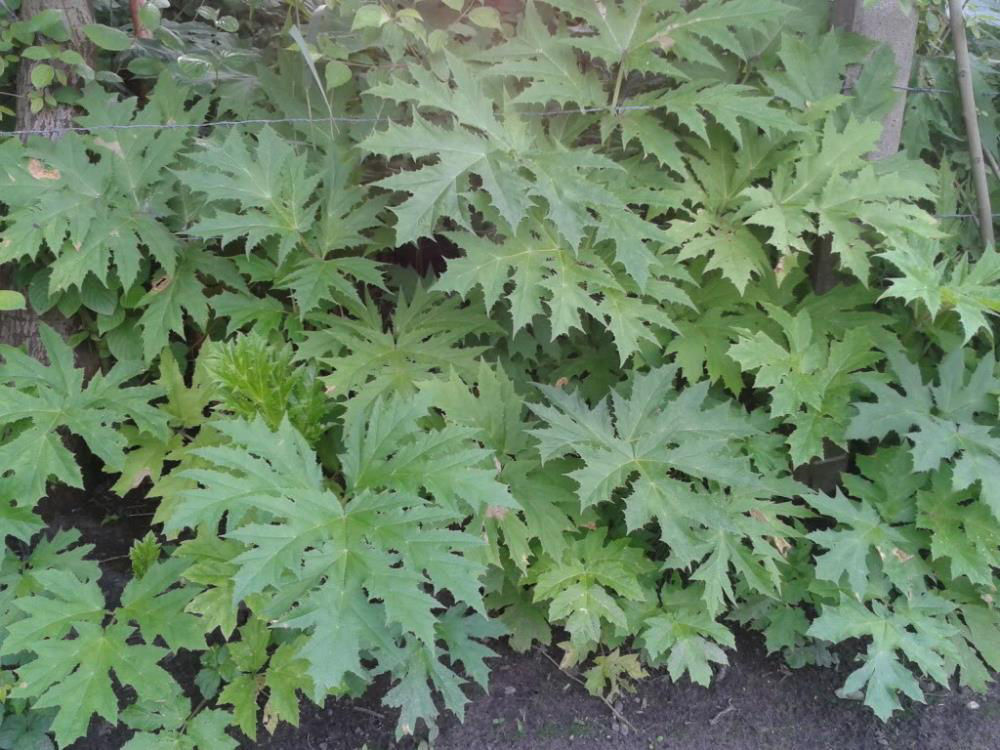 Common_Hogweed