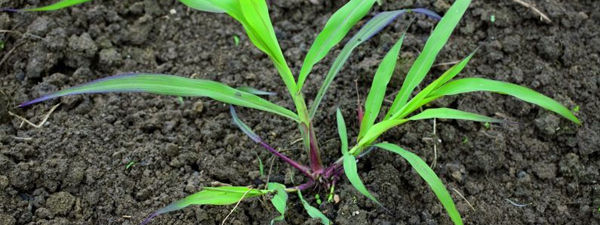 Johnsongrass in the early stages of growth. It is often mistaken for fall panicum or barnyard grass before seedhead formation.