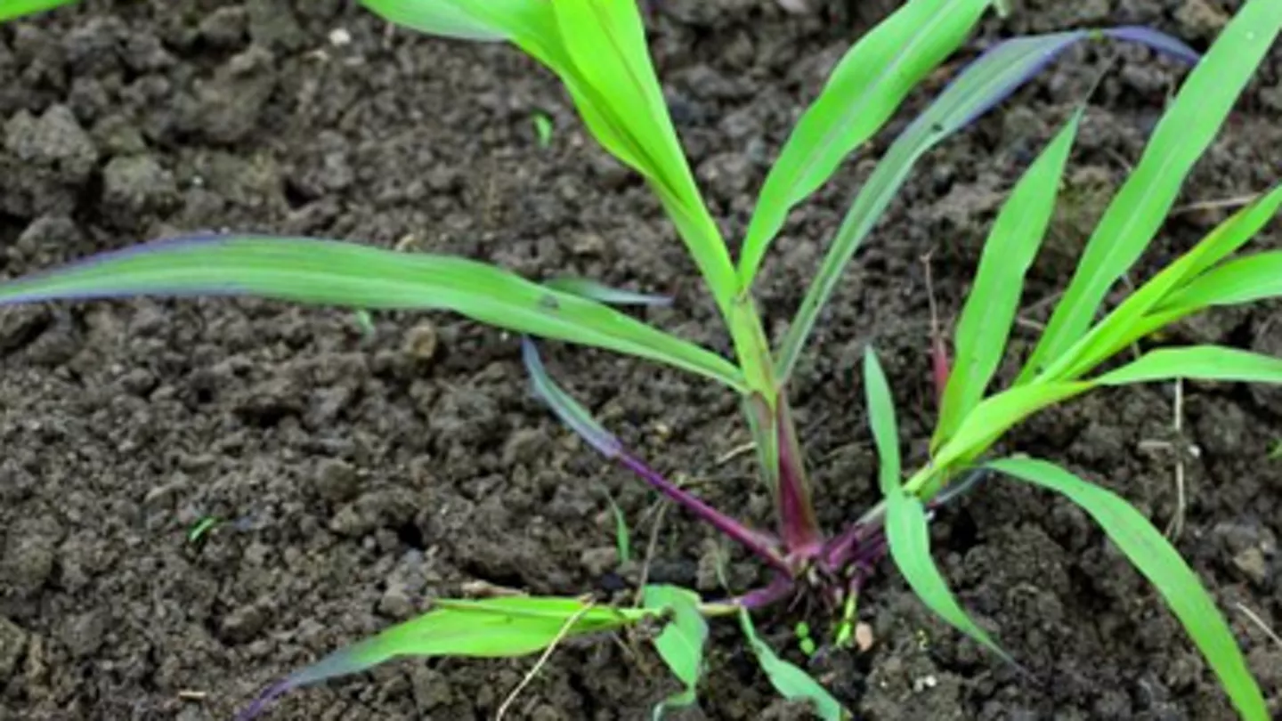 Controlling Common Grasses in Crops