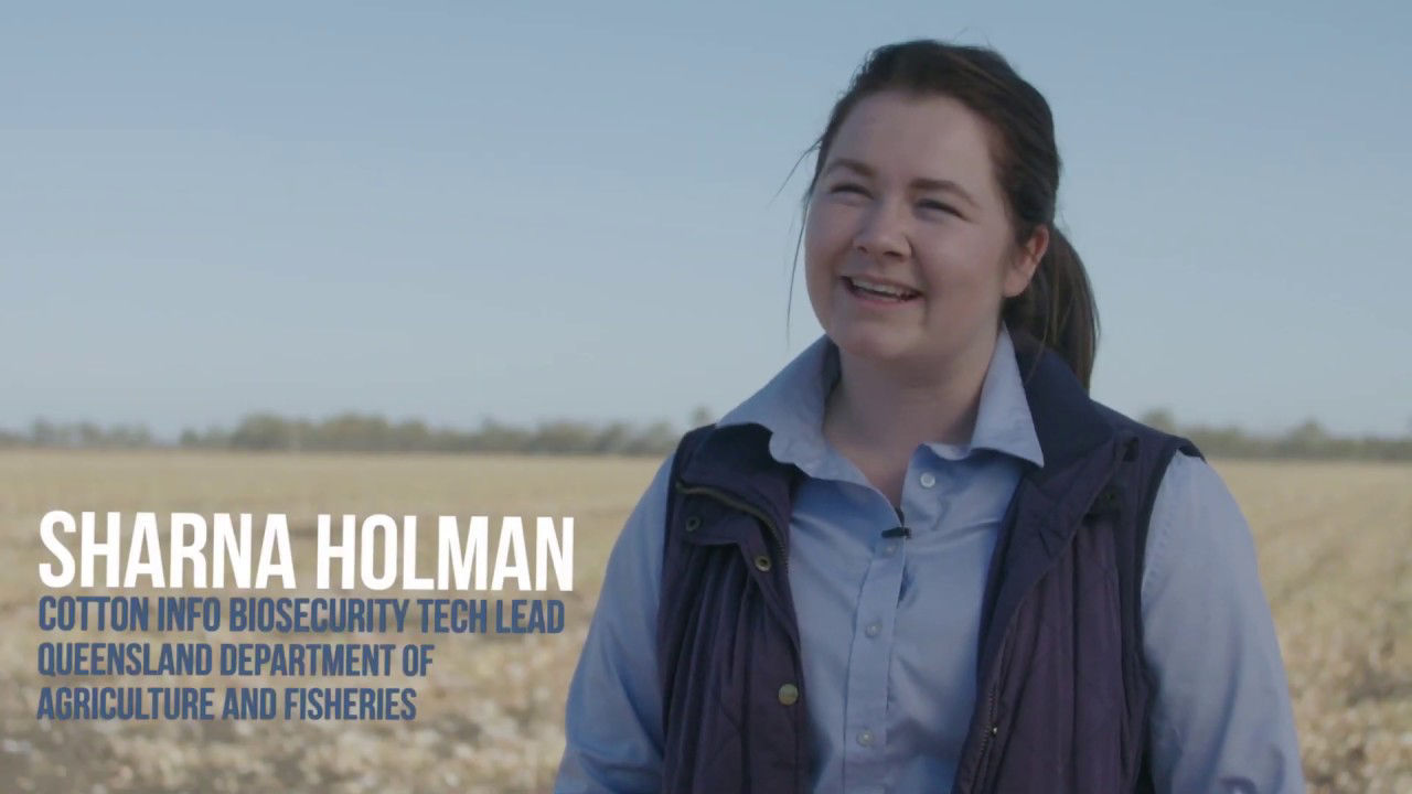 Controlling volunteer and ratoon cotton