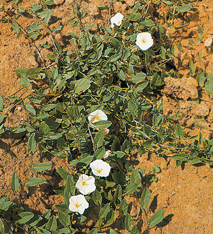 Bindweed is a problem weed in many cropping areas, especially northern New South Wales and southern Queensland