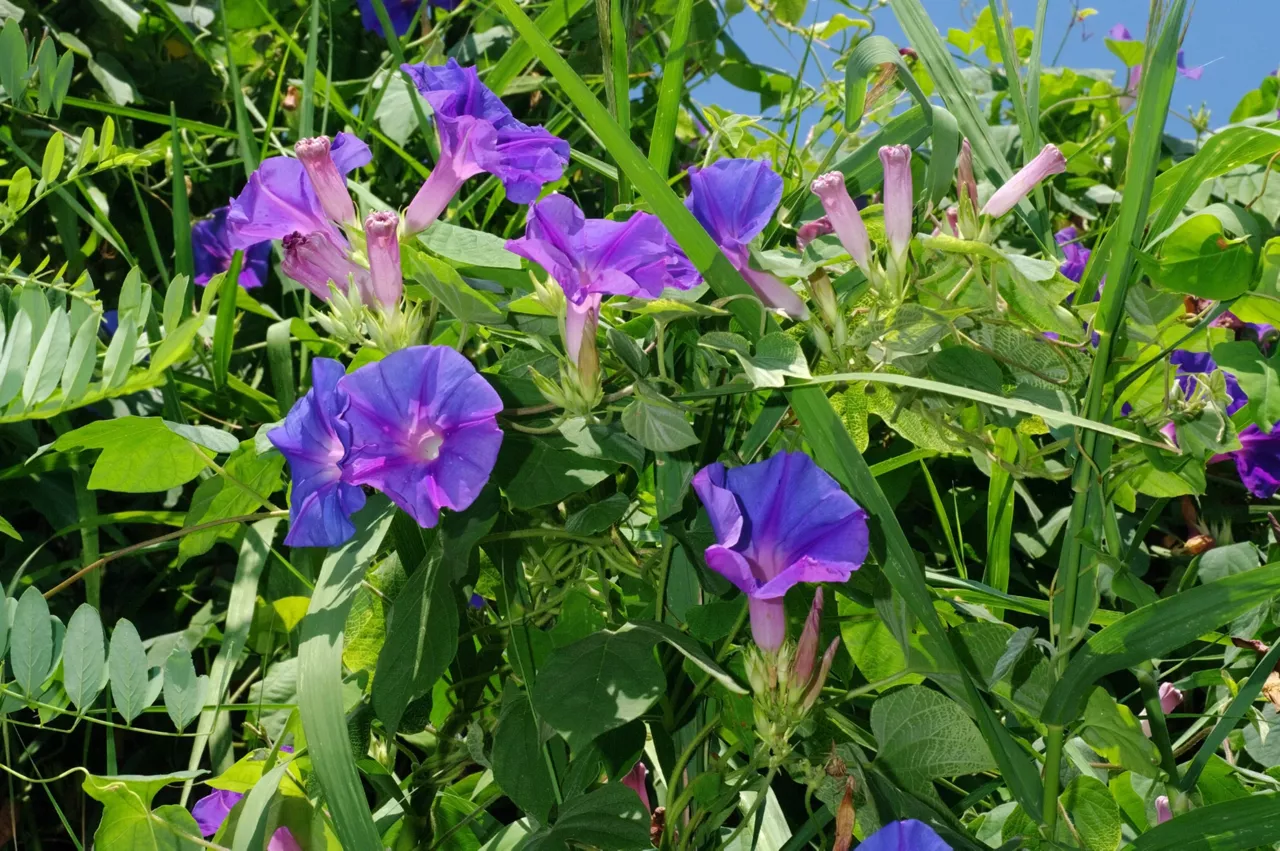 Corda de viola - Ipomea