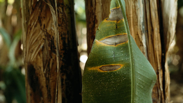 Affecting bananas, cordana leaf spot (CLS), also known as banana diamond leaf spot, is caused by two fungi species; C. musae, which is more commonly found in tropical regions and C. johnstonii, which is found in the cooler banana growing regions of Australia.