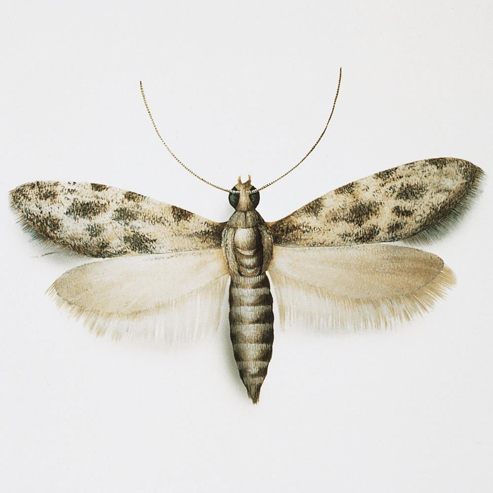 Cork Moth