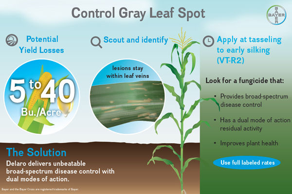 Gray leaf spot control with Delaro®1