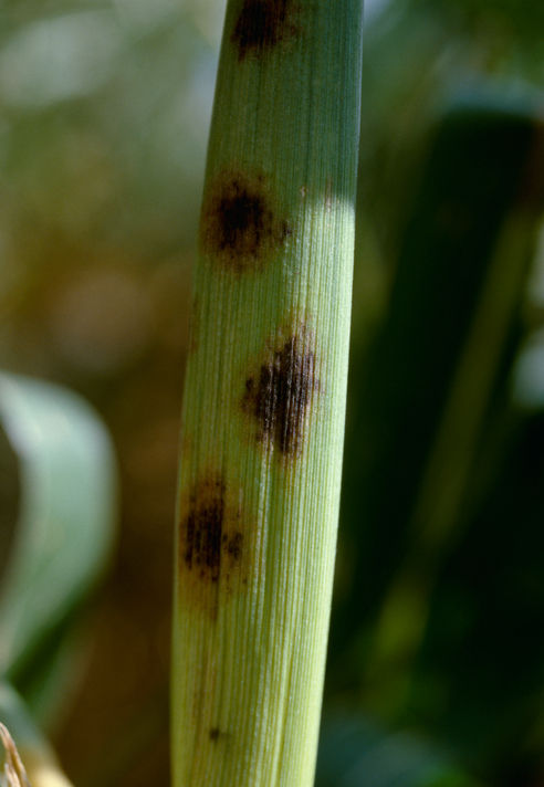 Corn Anthracnose