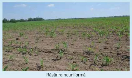 Corn-Emergence-unhomogene.jpg