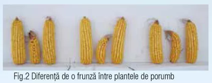 Corn-emergence-difference1.jpg