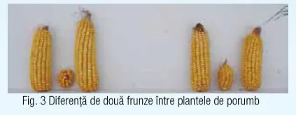 Corn-emergence-difference2.jpg