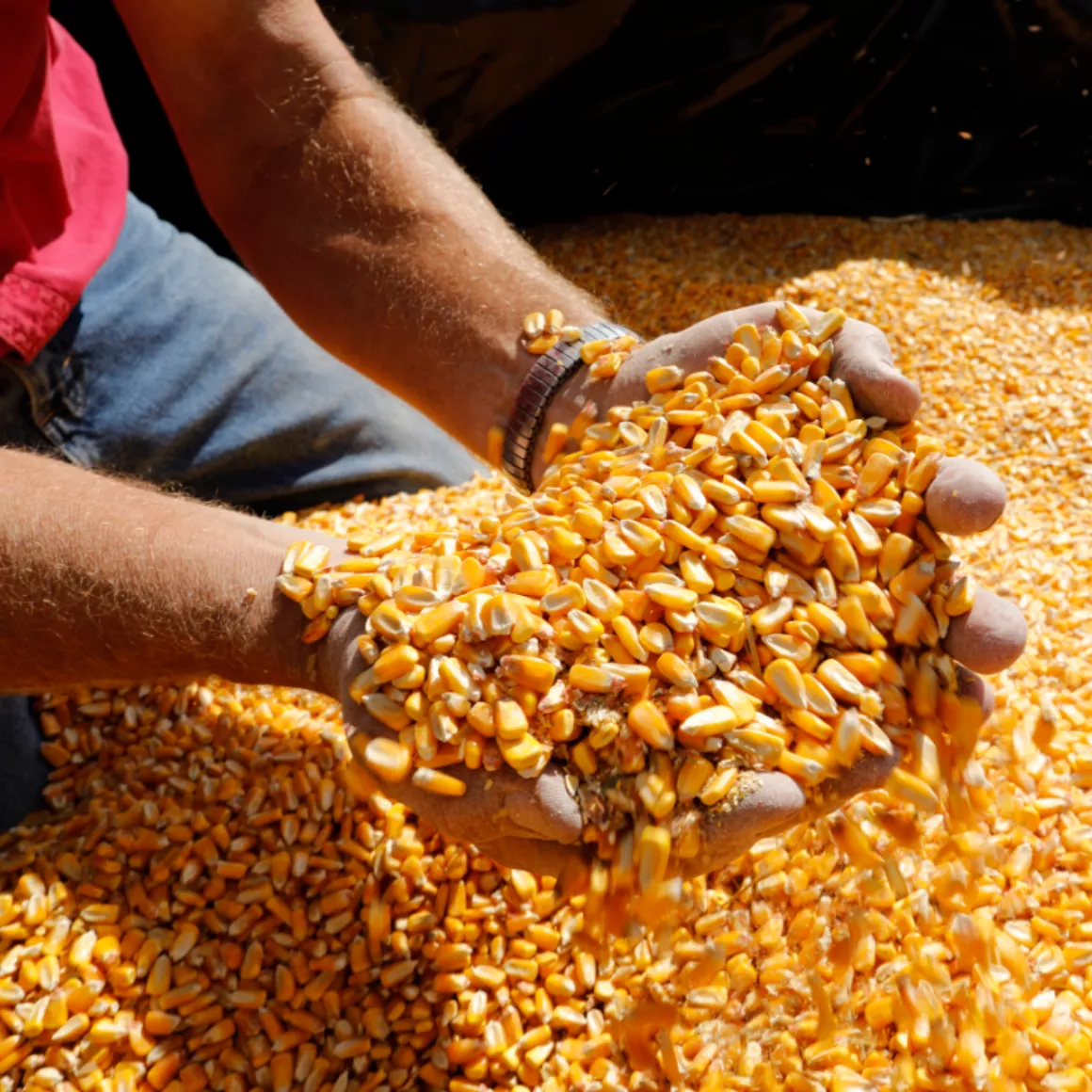 семена царевица