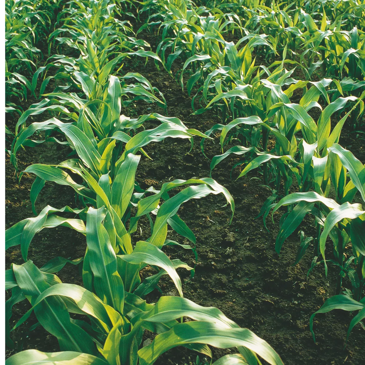 поле царевица