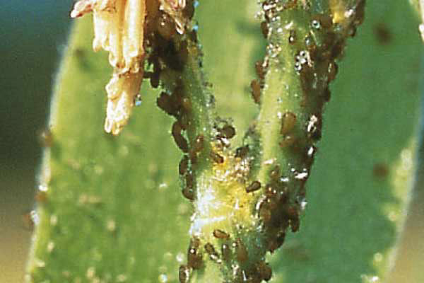 Corn Leaf Aphids