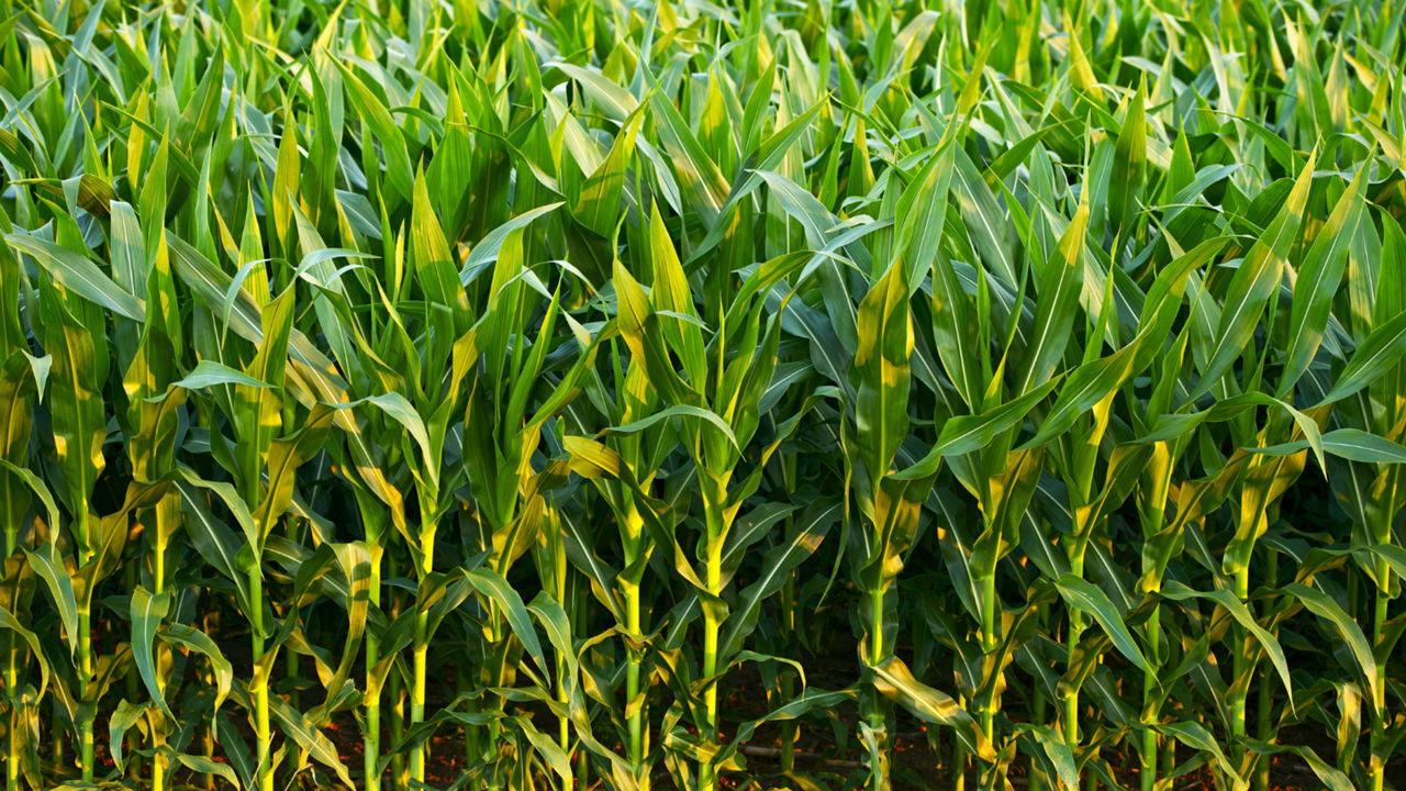 A dense, green field of tall corn plants viewed up close, showing rows of healthy stalks with long, pointed leaves in bright sunlight.
