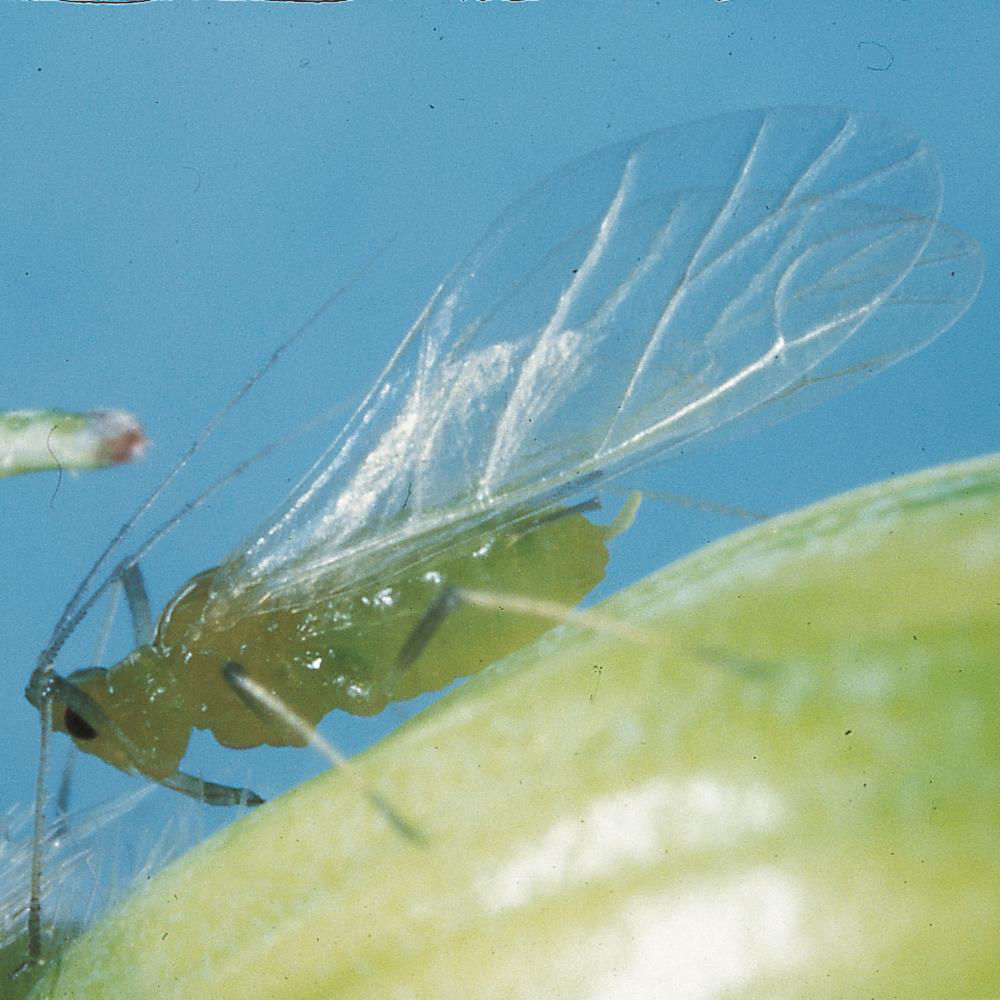 Corn Aphid