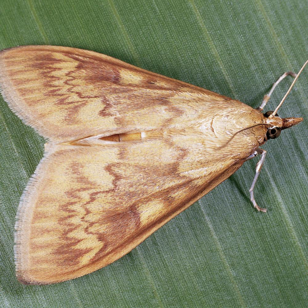 Corn Borer