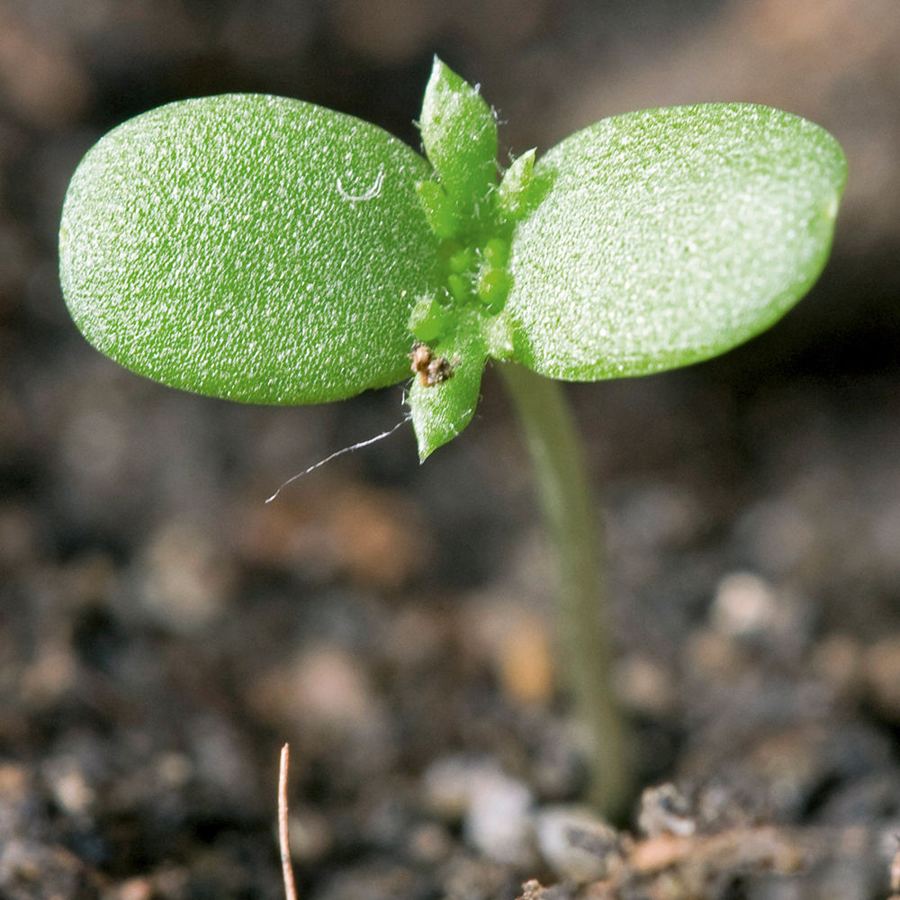 Corn_Chamomile