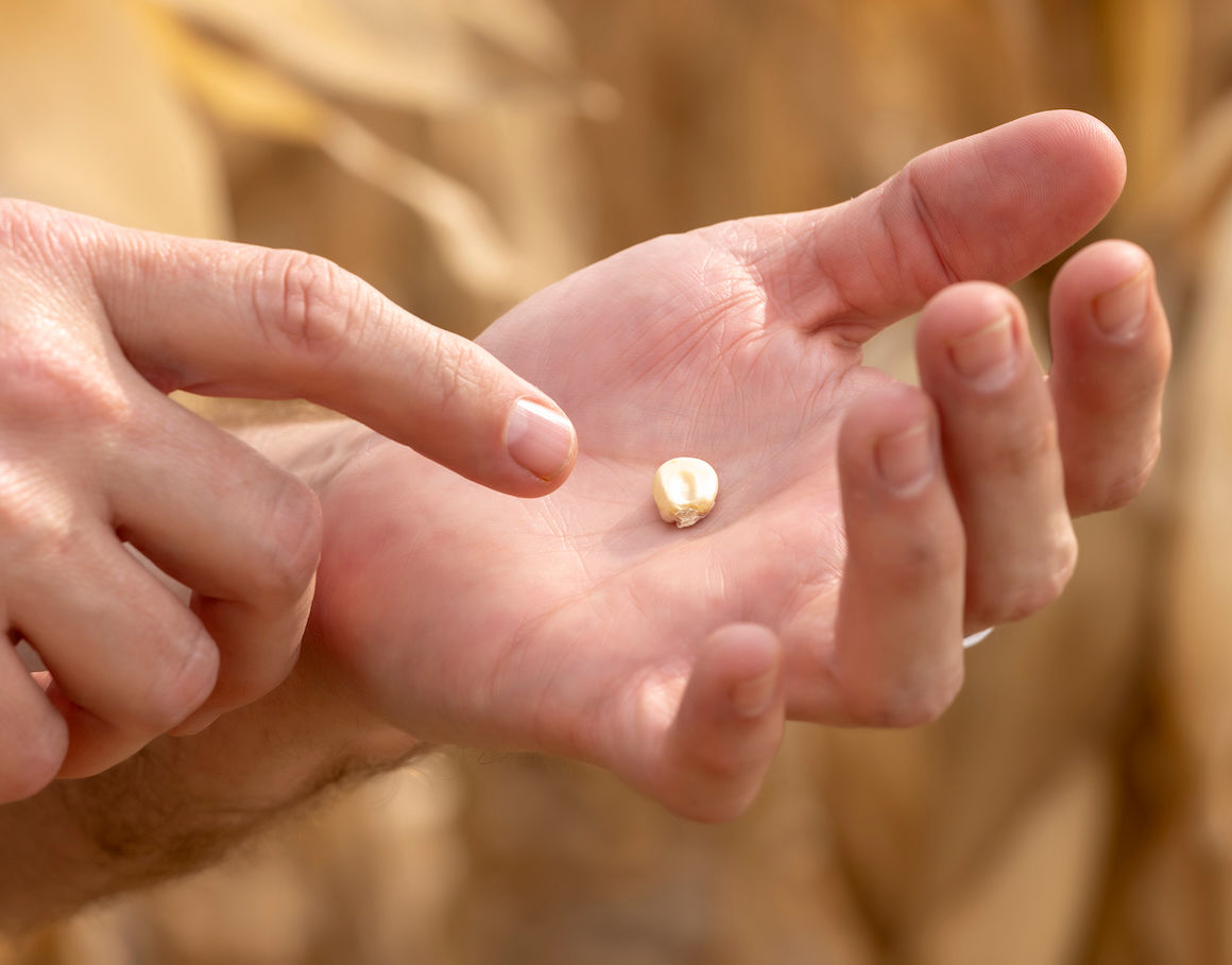 Corn Kernel On Farmers Hand