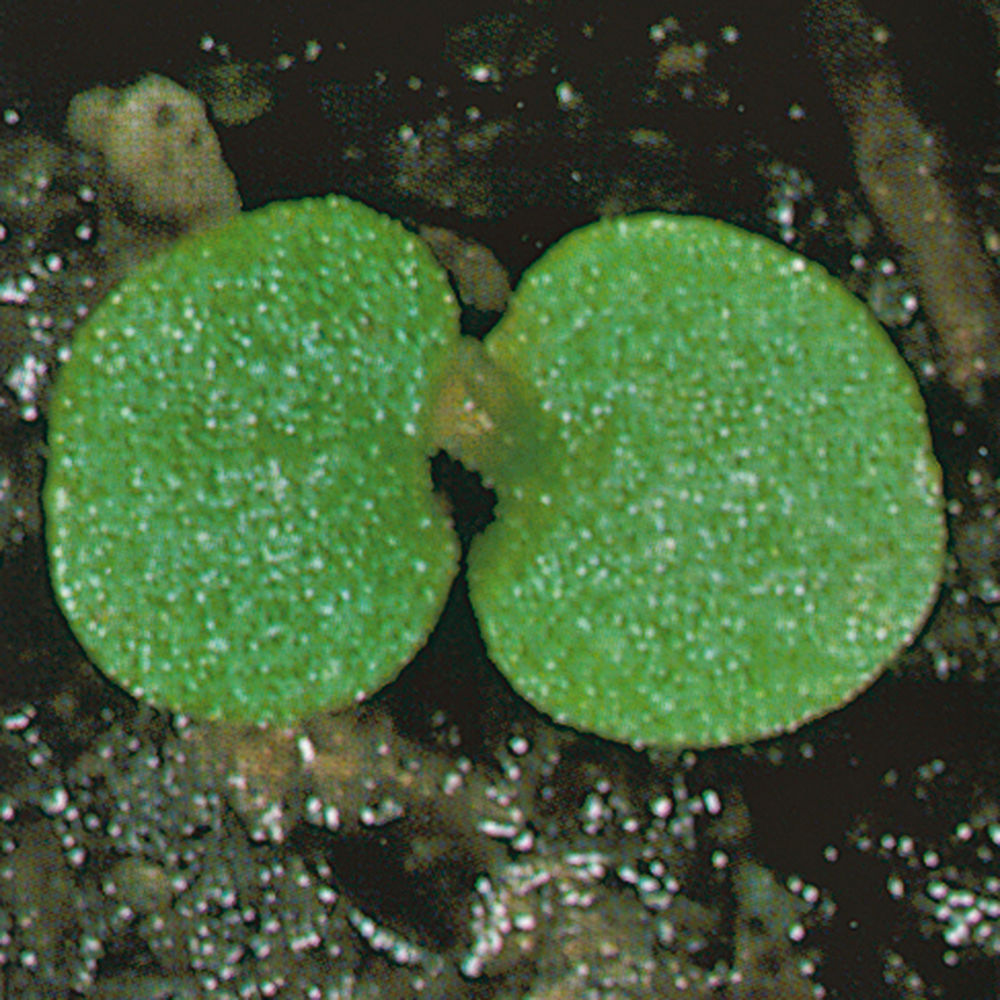 Corn_Mint