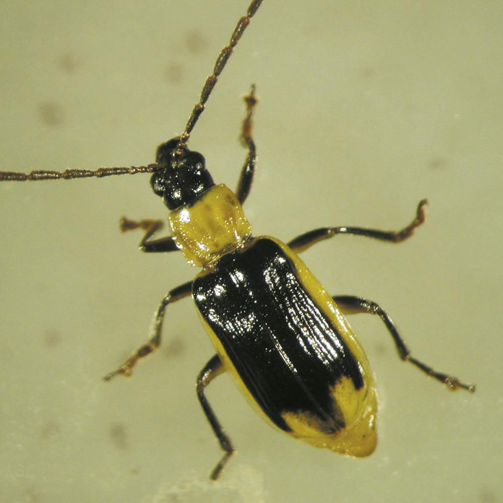 Corn Rootworm