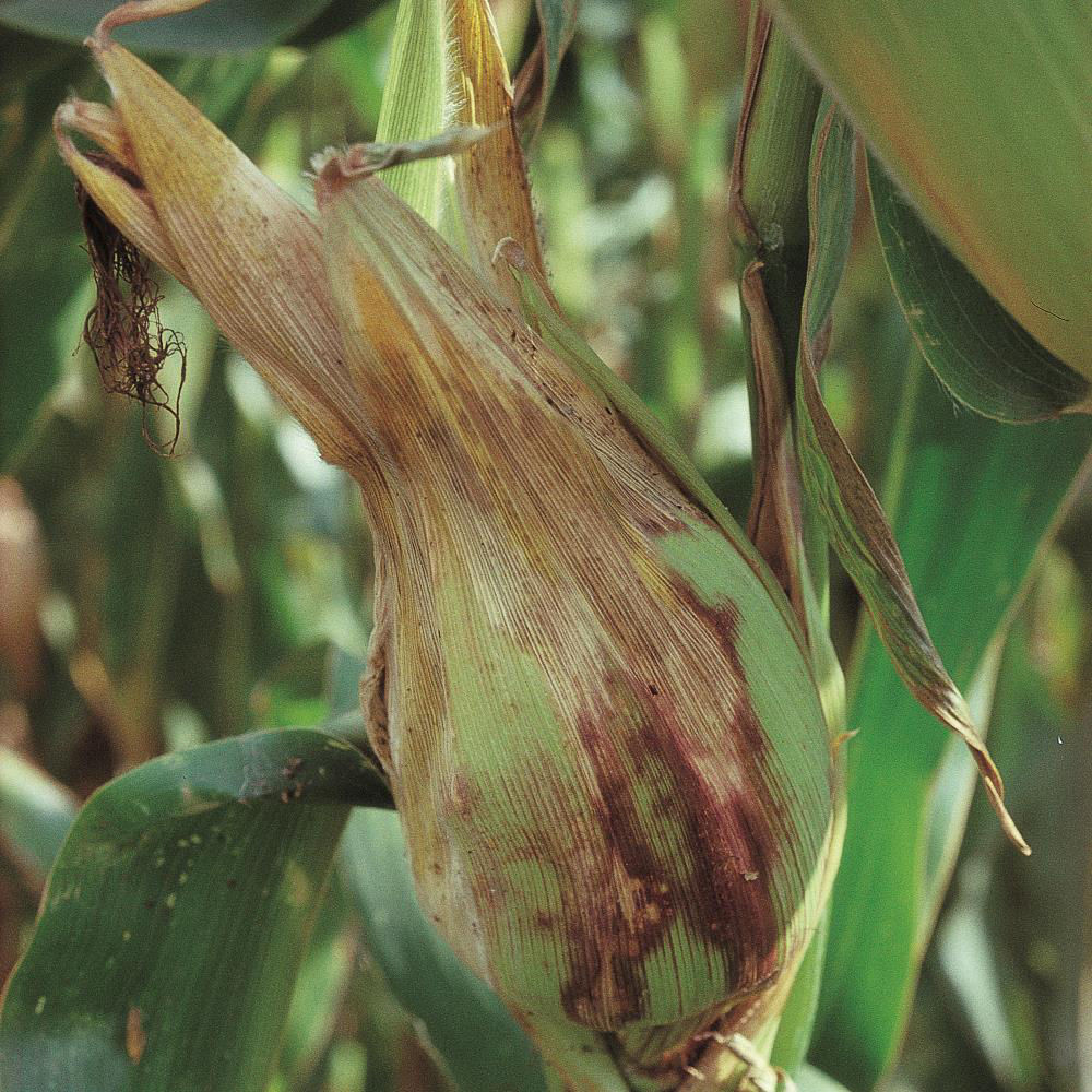 Corn Scab