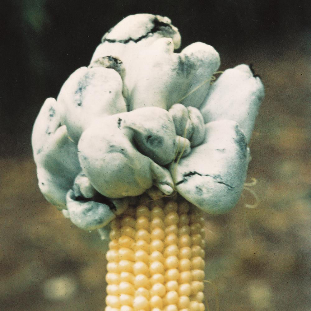 Corn Smut