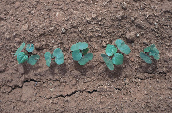 Cotton Seedling Diseases