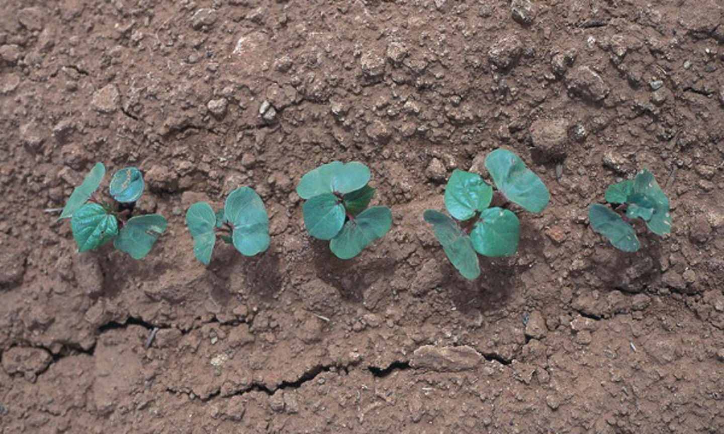 Five Strategies For Blocking Cotton Seedling Diseases