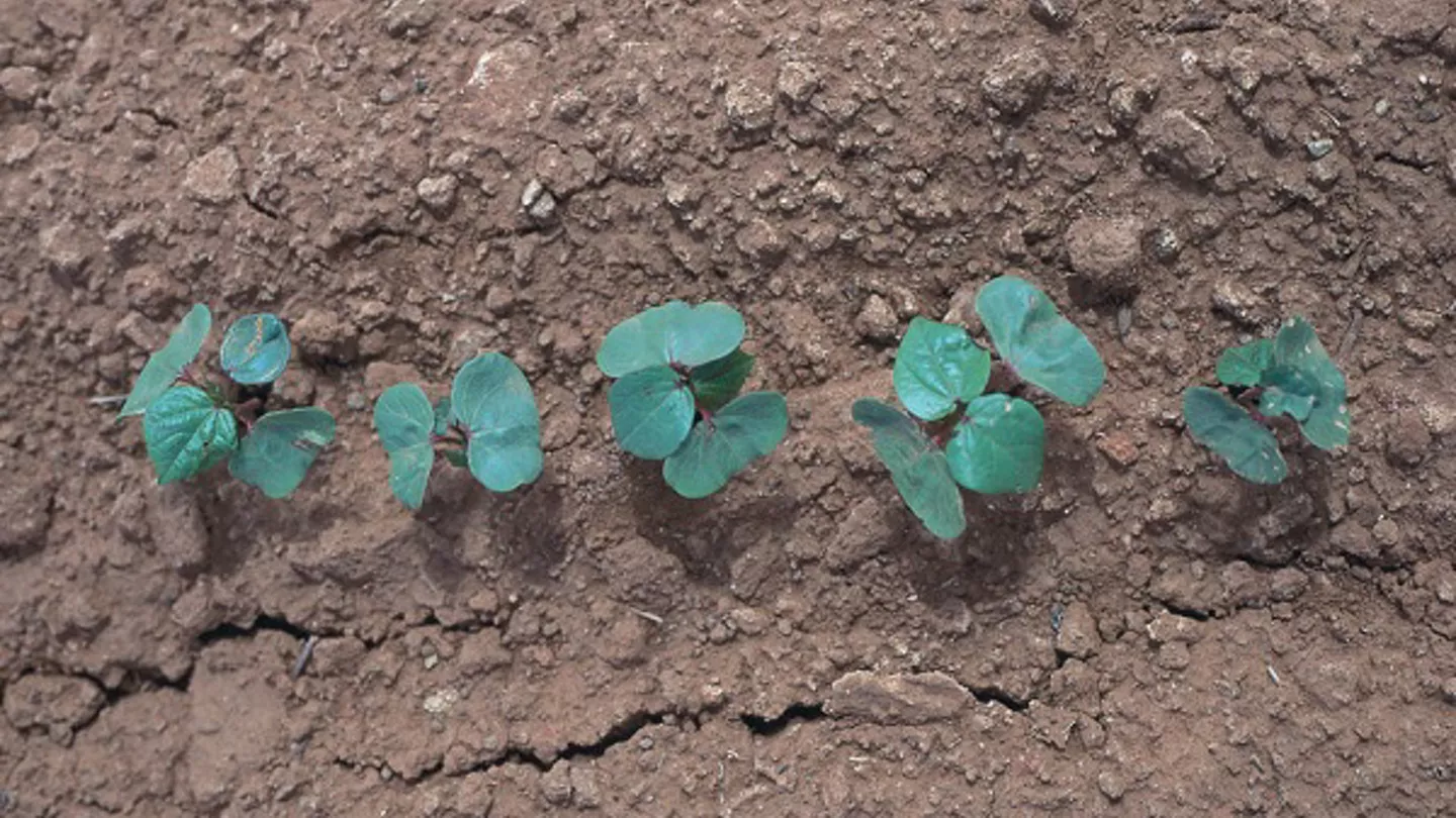 Five Strategies For Blocking Cotton Seedling Diseases