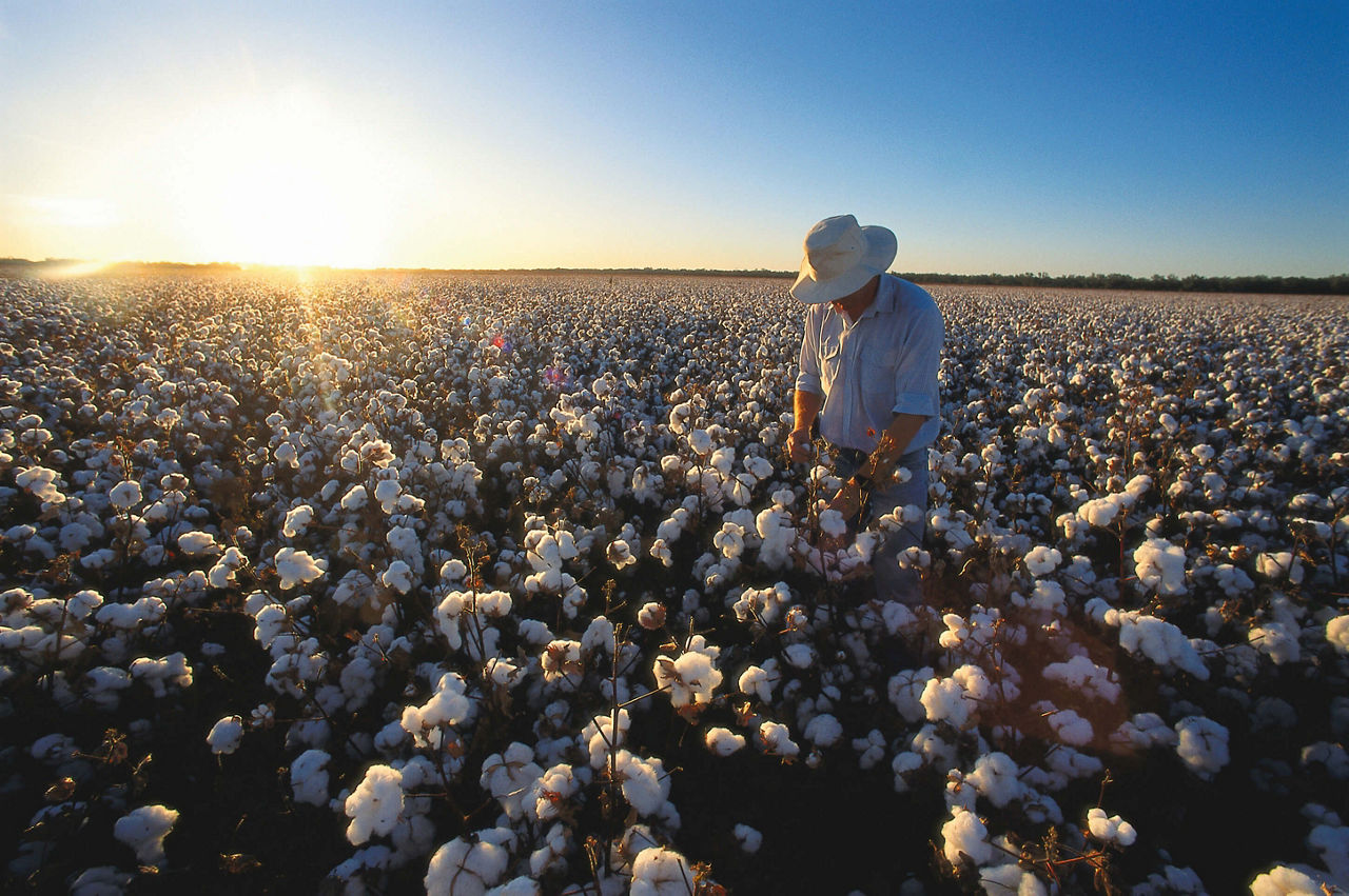 Roundup Ready Flex® cotton