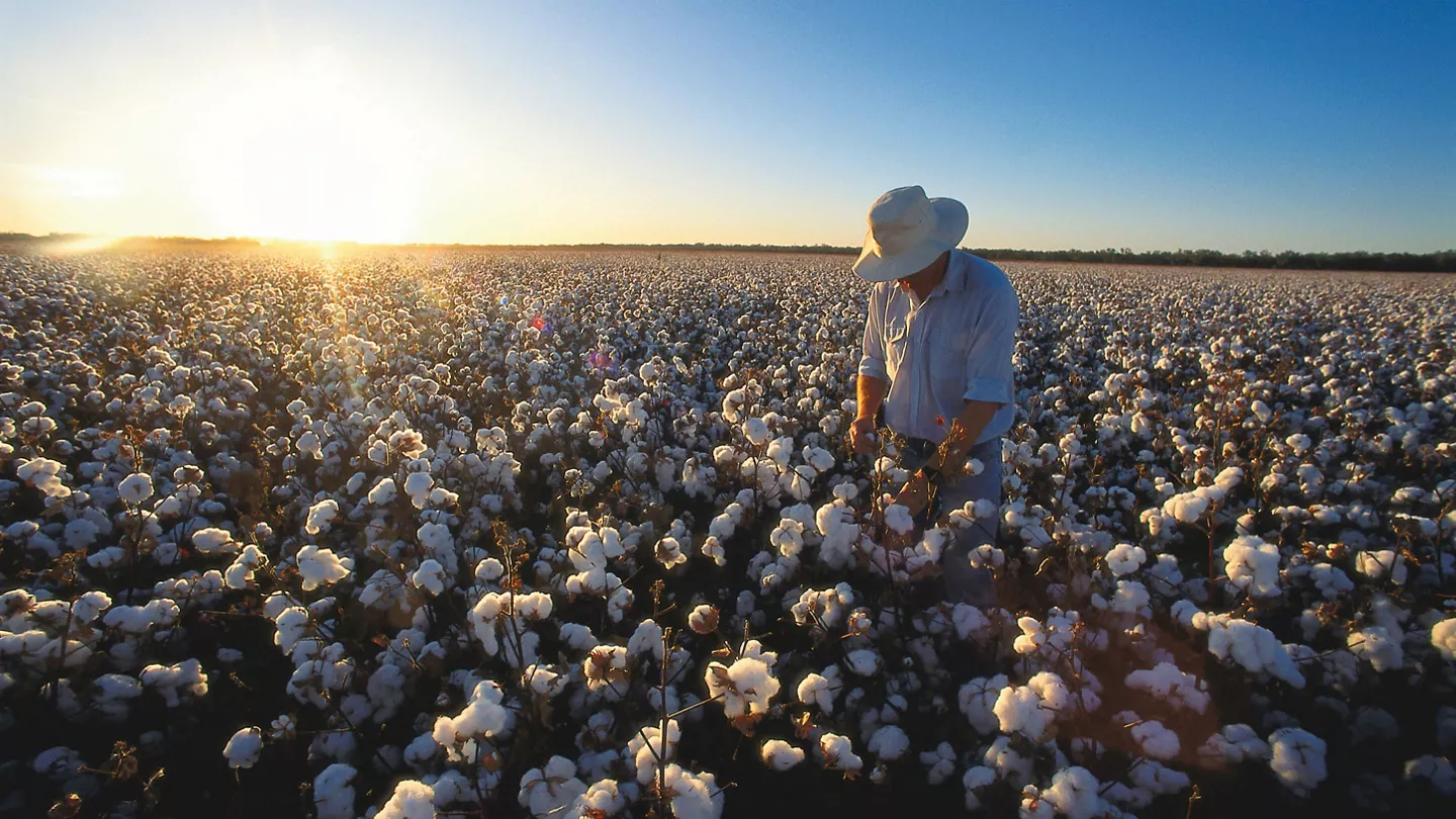 Roundup Ready Flex® cotton