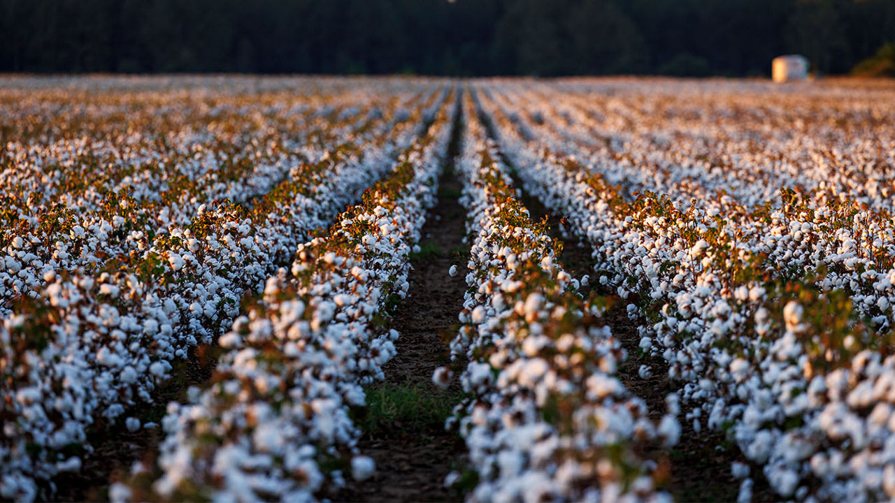 Cotton field during harvest time