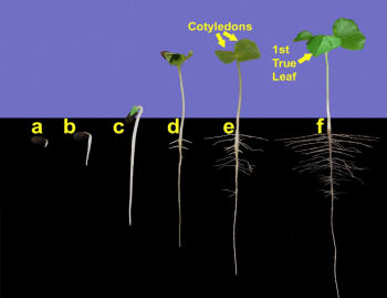 cotton plant growth stages