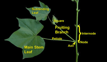 cotton plant growth stages