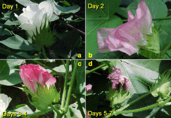 cotton plant growth stages