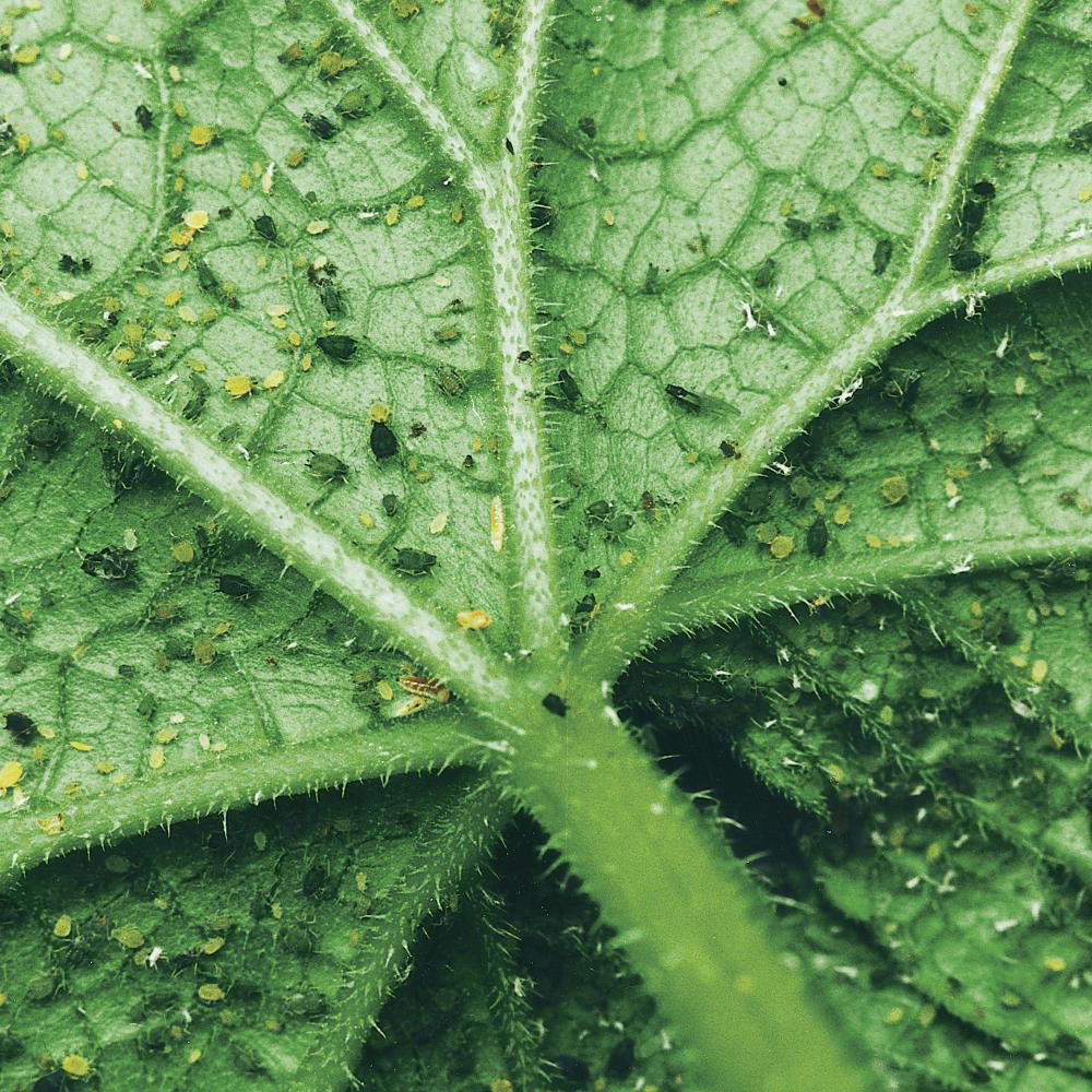 Cotton Aphid