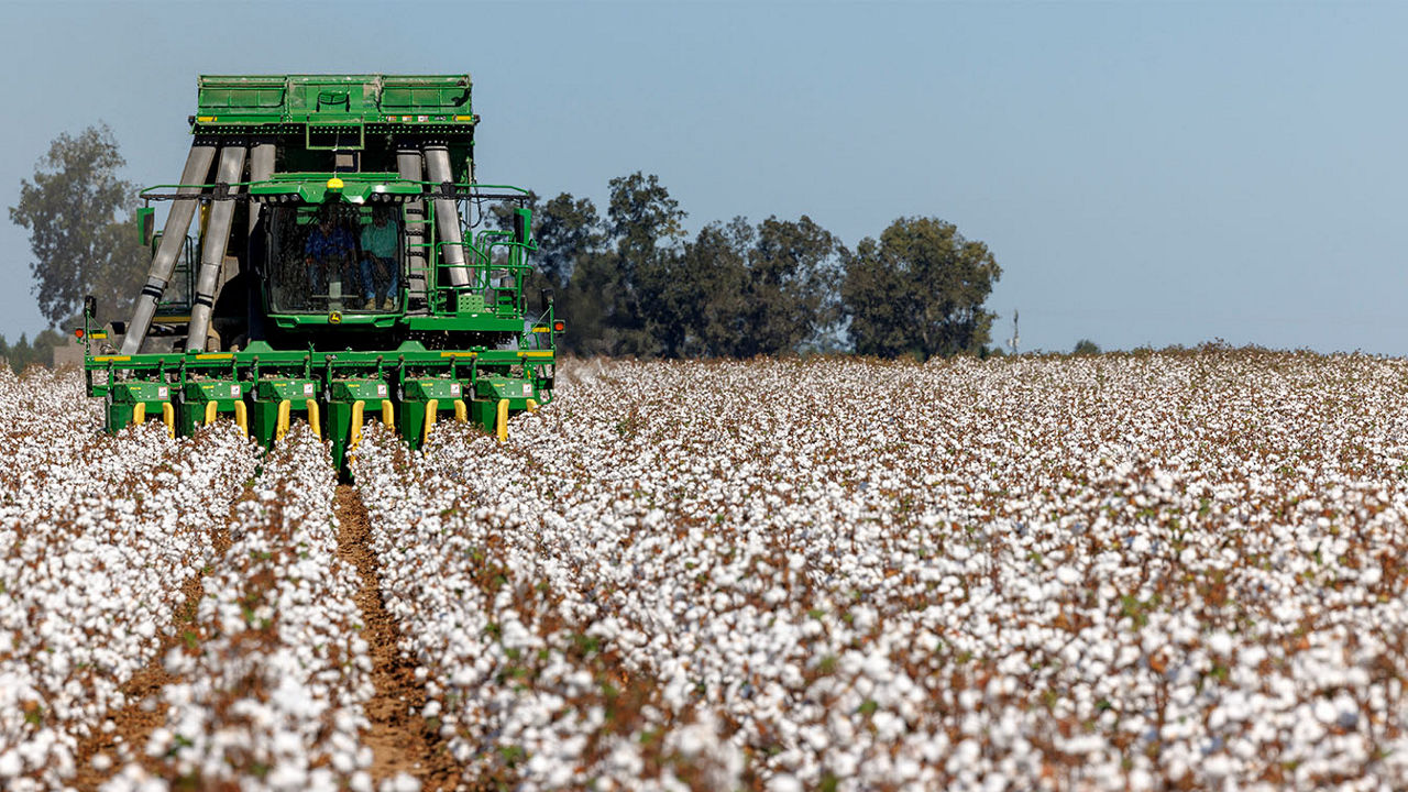 Cotton harvester picking field 