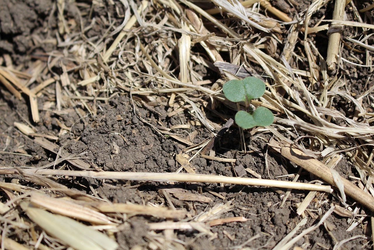 Cotyledon canola